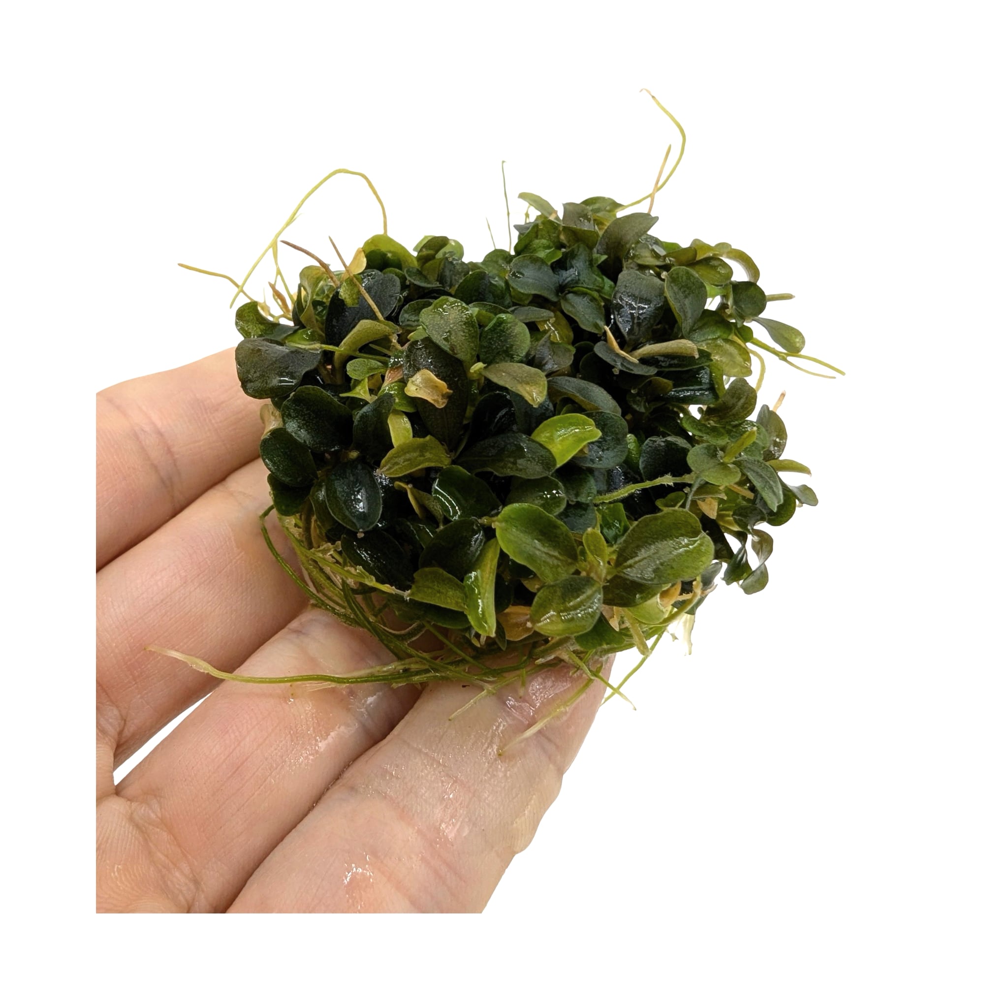 Easy Grow Bucephalandra theia