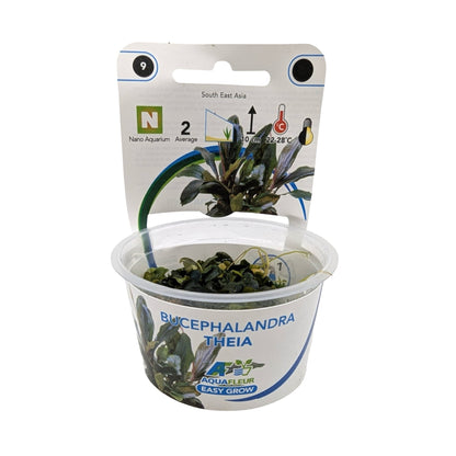 Easy Grow Bucephalandra theia