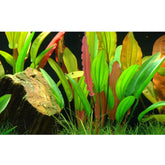 Echinodorus Red Diamond - Aqua Essentials