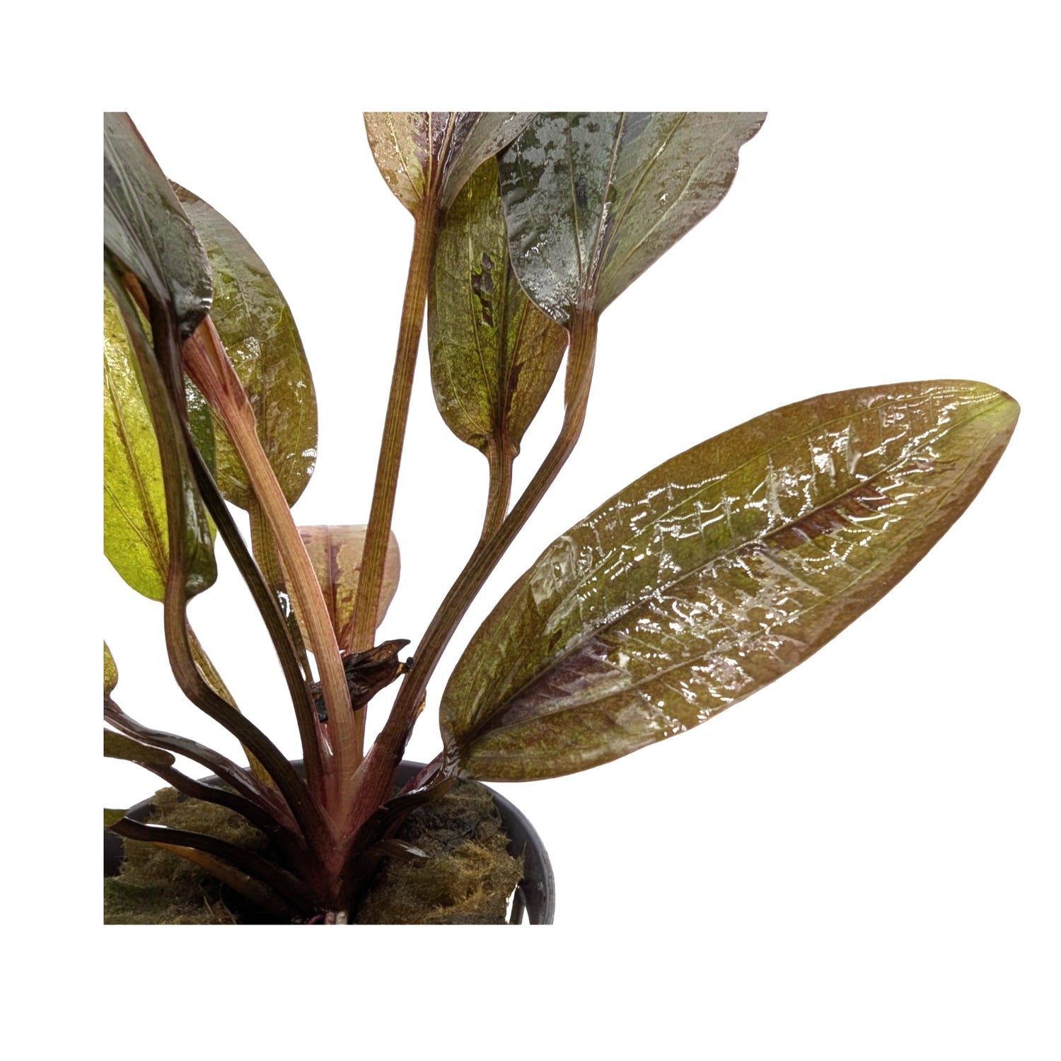 Echinodorus altlandsberg