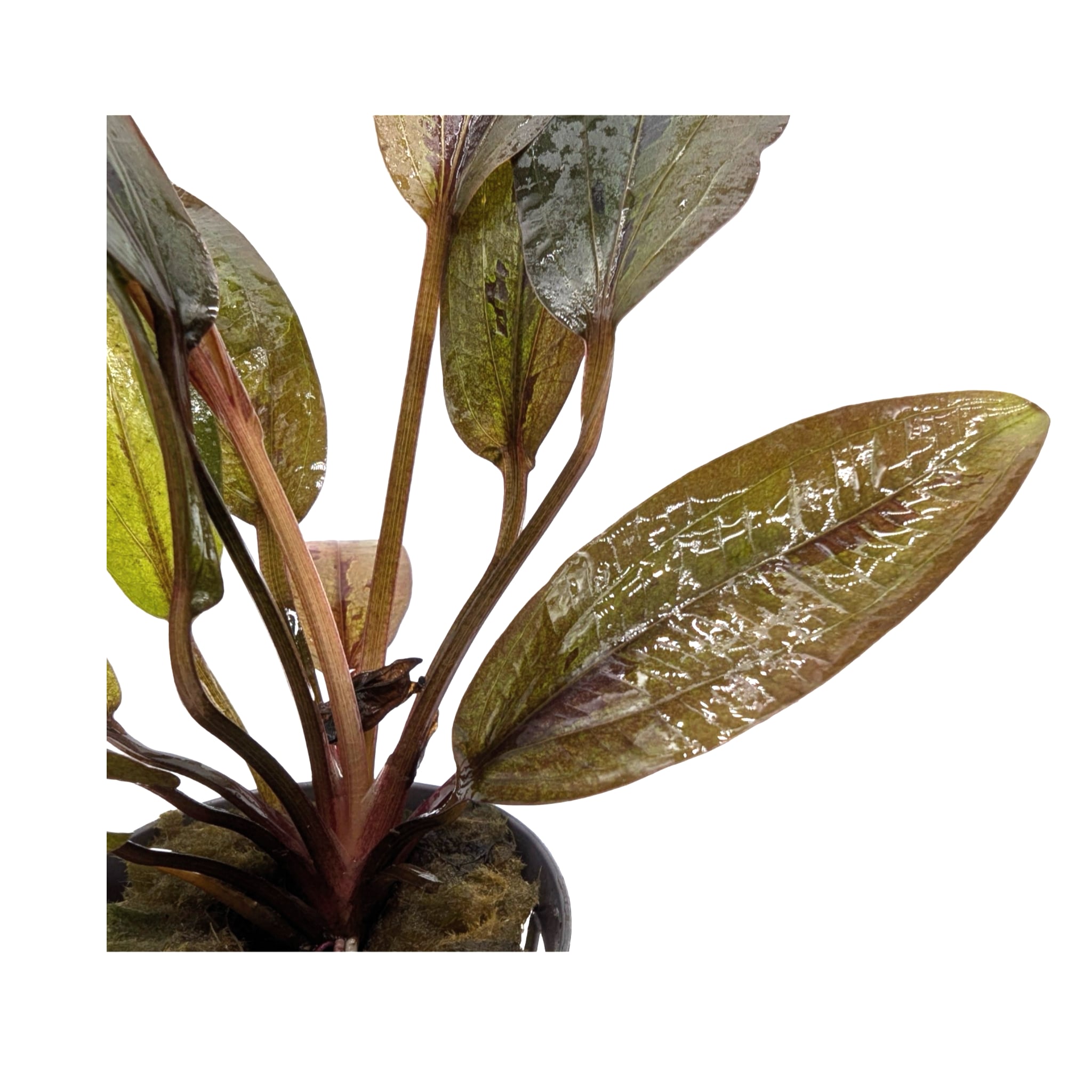 Echinodorus altlandsberg