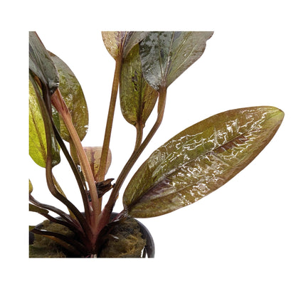 Echinodorus altlandsberg