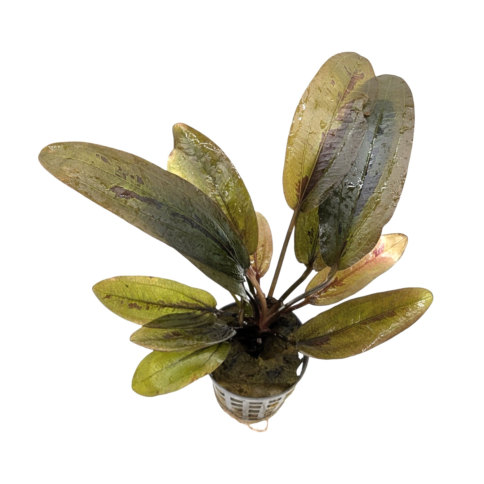 Echinodorus altlandsberg