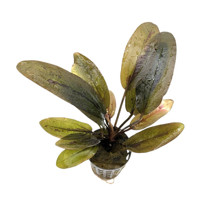 Echinodorus altlandsberg