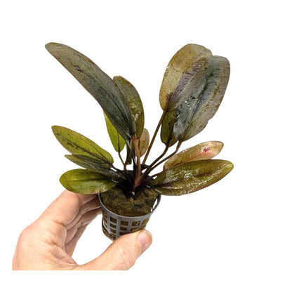 Echinodorus altlandsberg