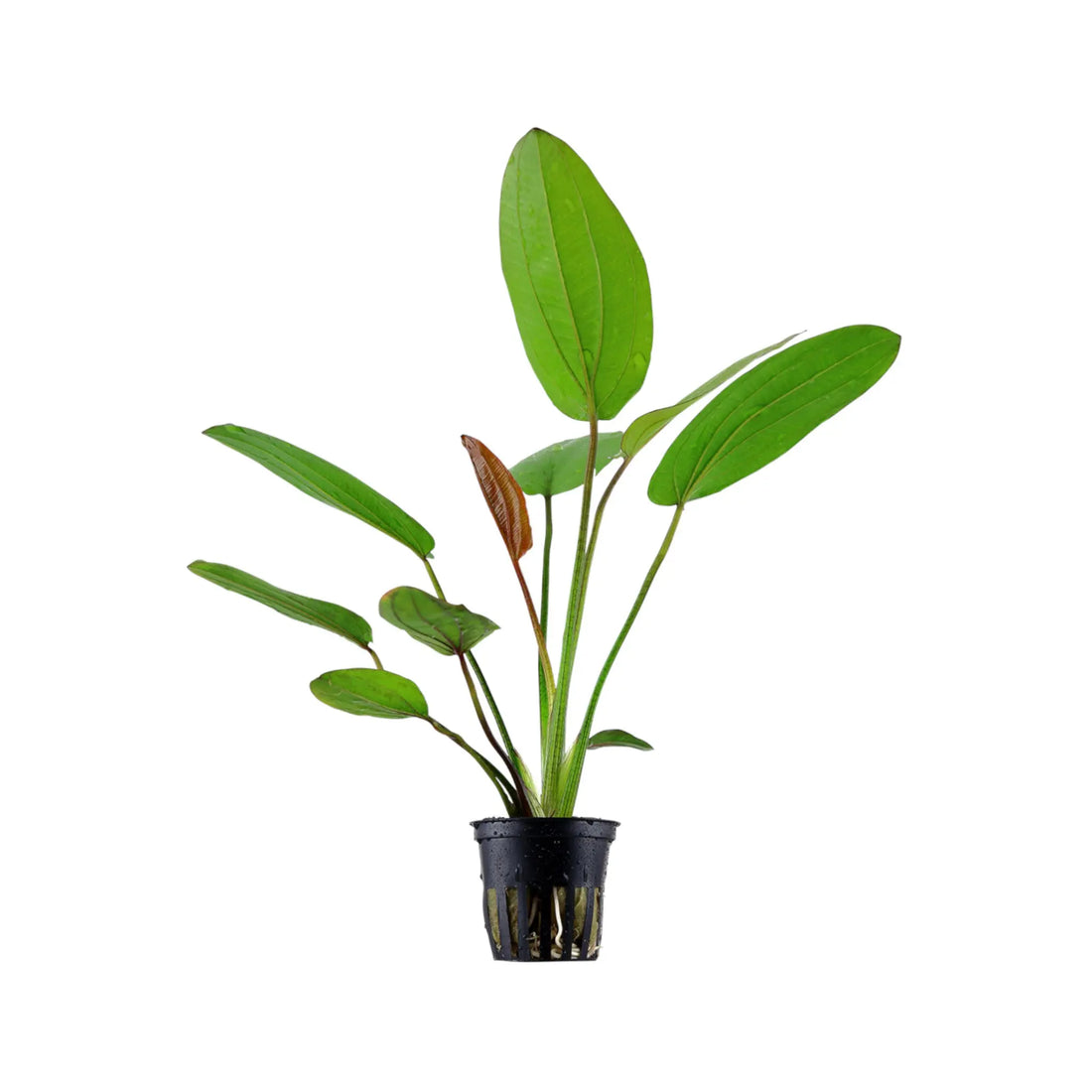 Echinodorus barthii Tropica