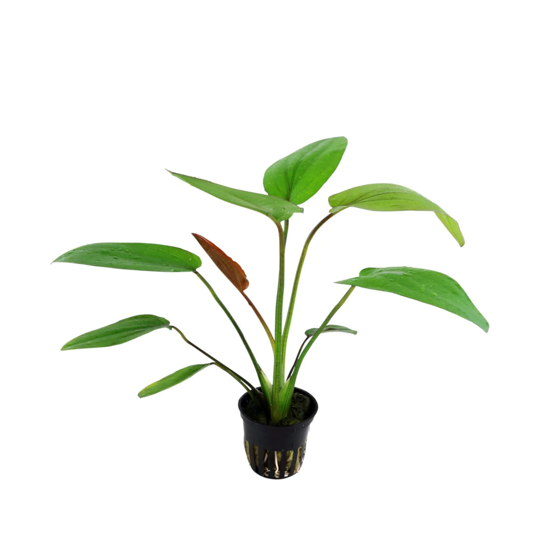 Echinodorus barthii Tropica