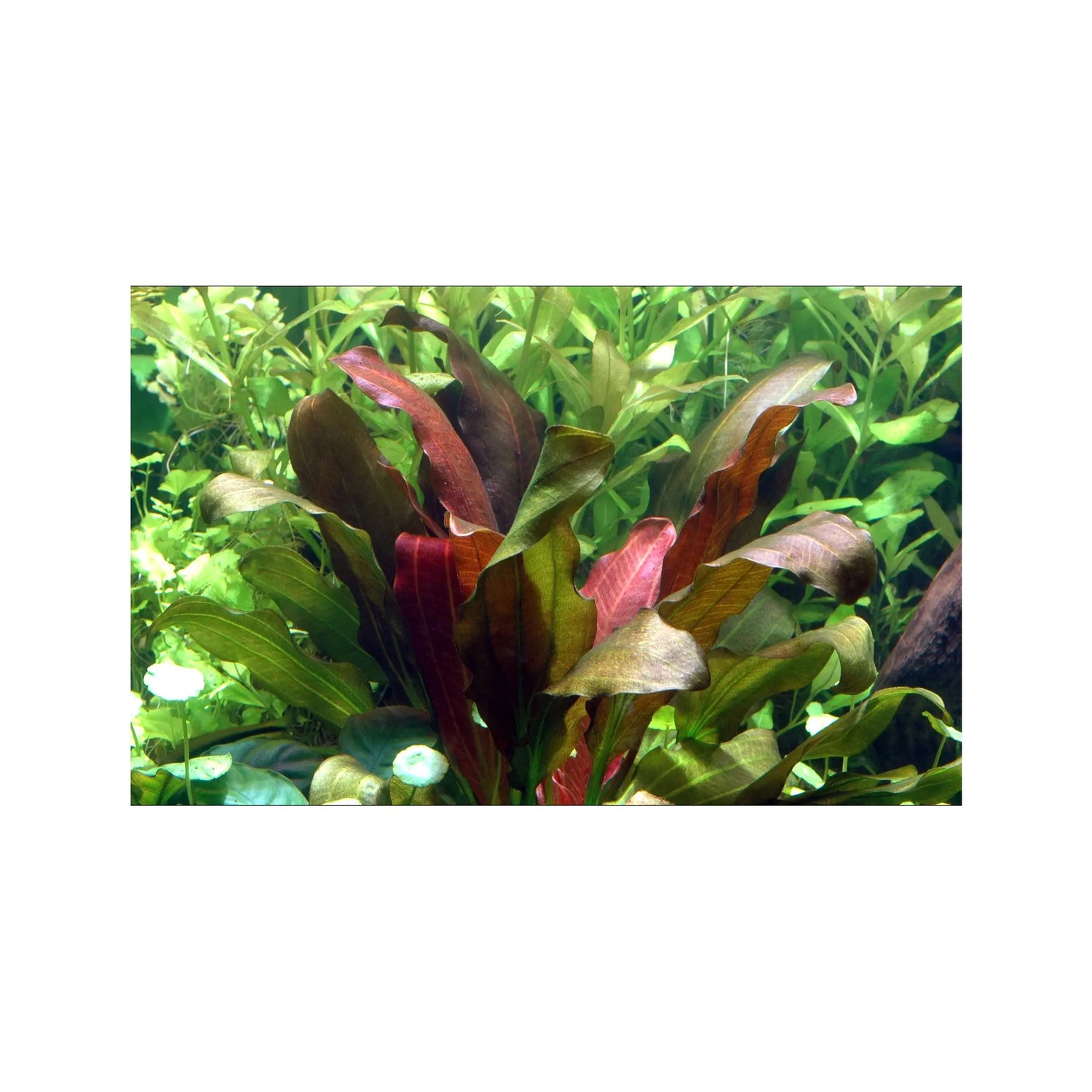 Echinodorus barthii Tropica