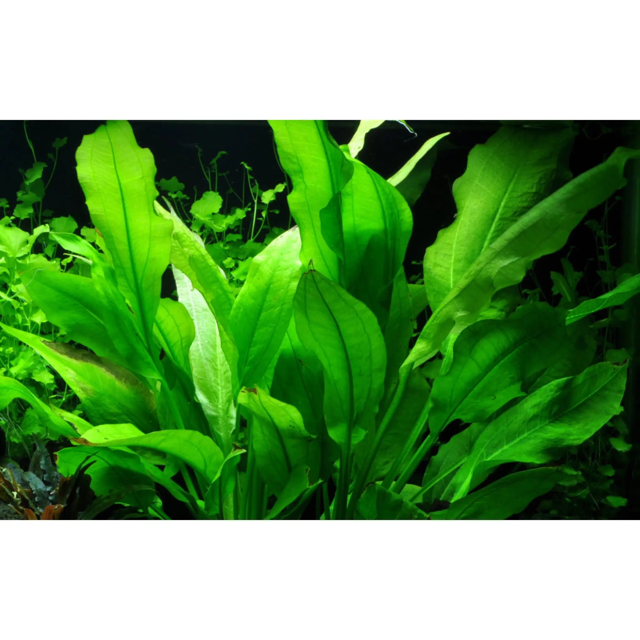 Amazon Sword Aquarium Plants - Echinodorus Bleheri X5 Live Plants For Fish Tank Background