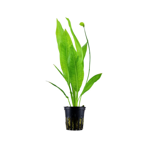 Echinodorus bleheri (Amazon sword) Aquafleur
