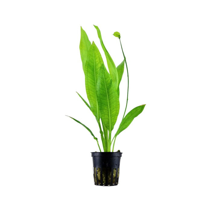 Echinodorus bleheri (Amazon sword) Aquafleur