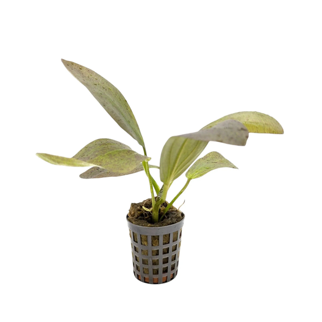 Echinodorus chrileni Aquafleur