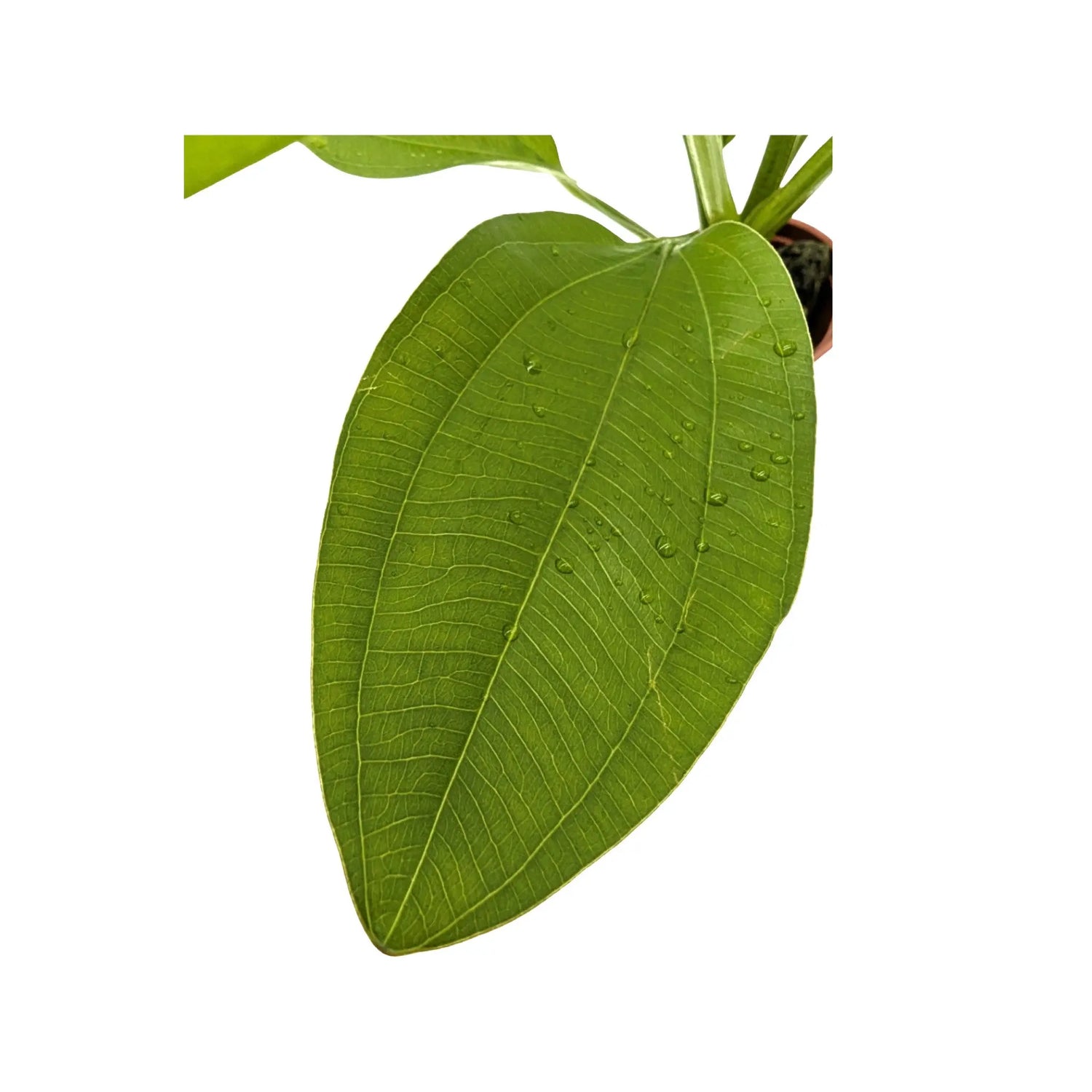 Echinodorus cordifolius Fluitans Tropica