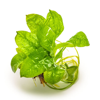 Tropica Echinodorus grisebachii Tropica 1-2-GROW