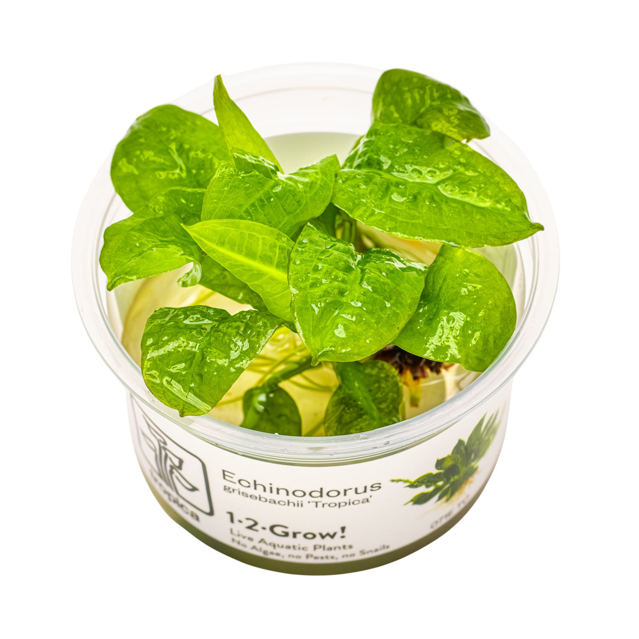 Tropica Echinodorus grisebachii Tropica 1-2-GROW