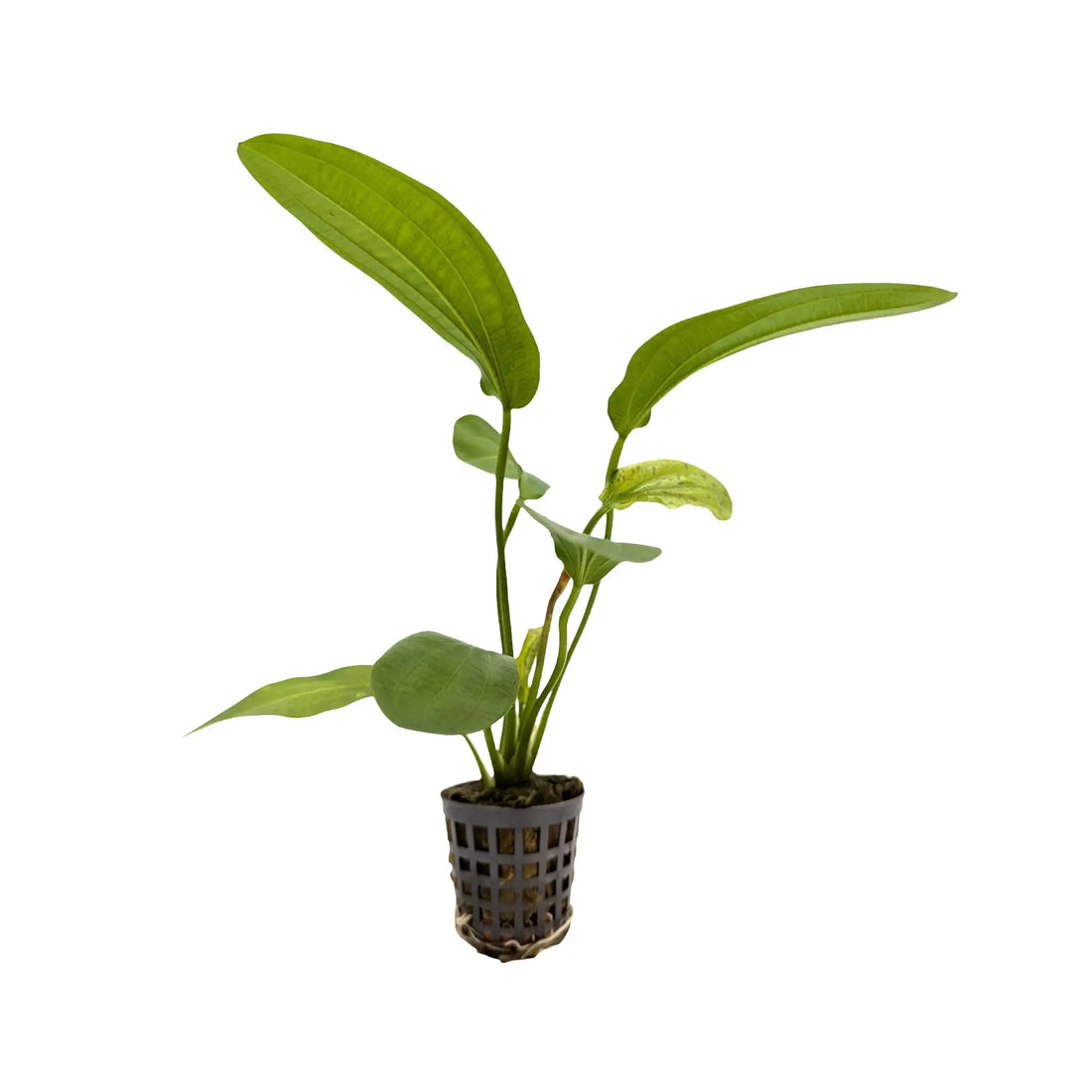 Echinodorus harbii Rosa Aquafleur