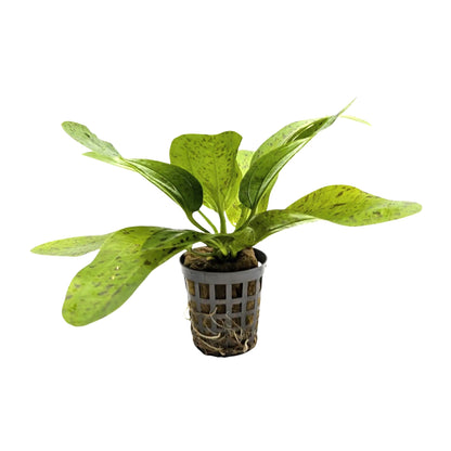 Echinodorus ozelot Green