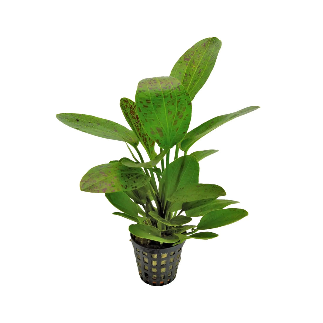Echinodorus ozelot - green Aquafleur