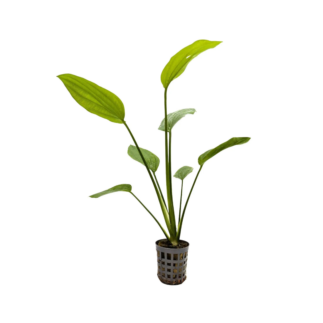 Echinodorus parviflorus Aquafleur