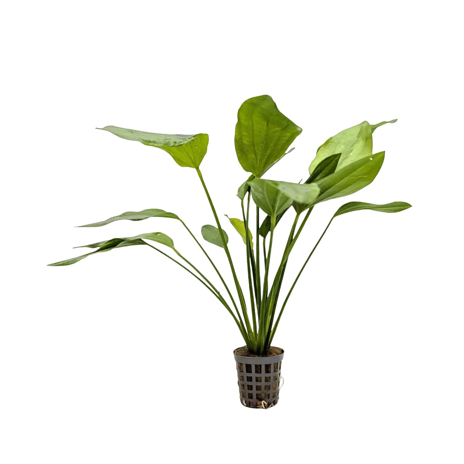 Echinodorus parviflorus Aquafleur