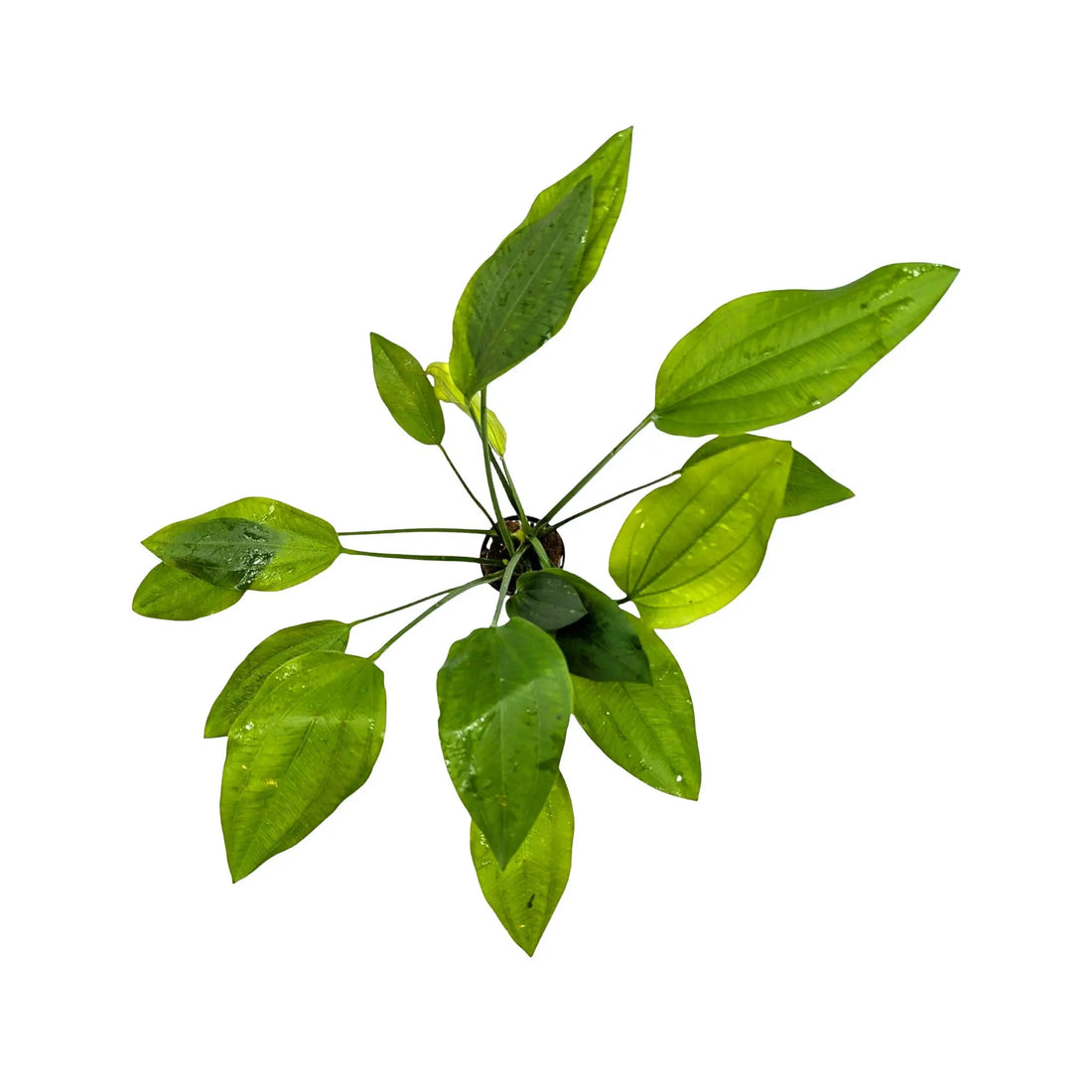 Echinodorus parviflorus Aquafleur