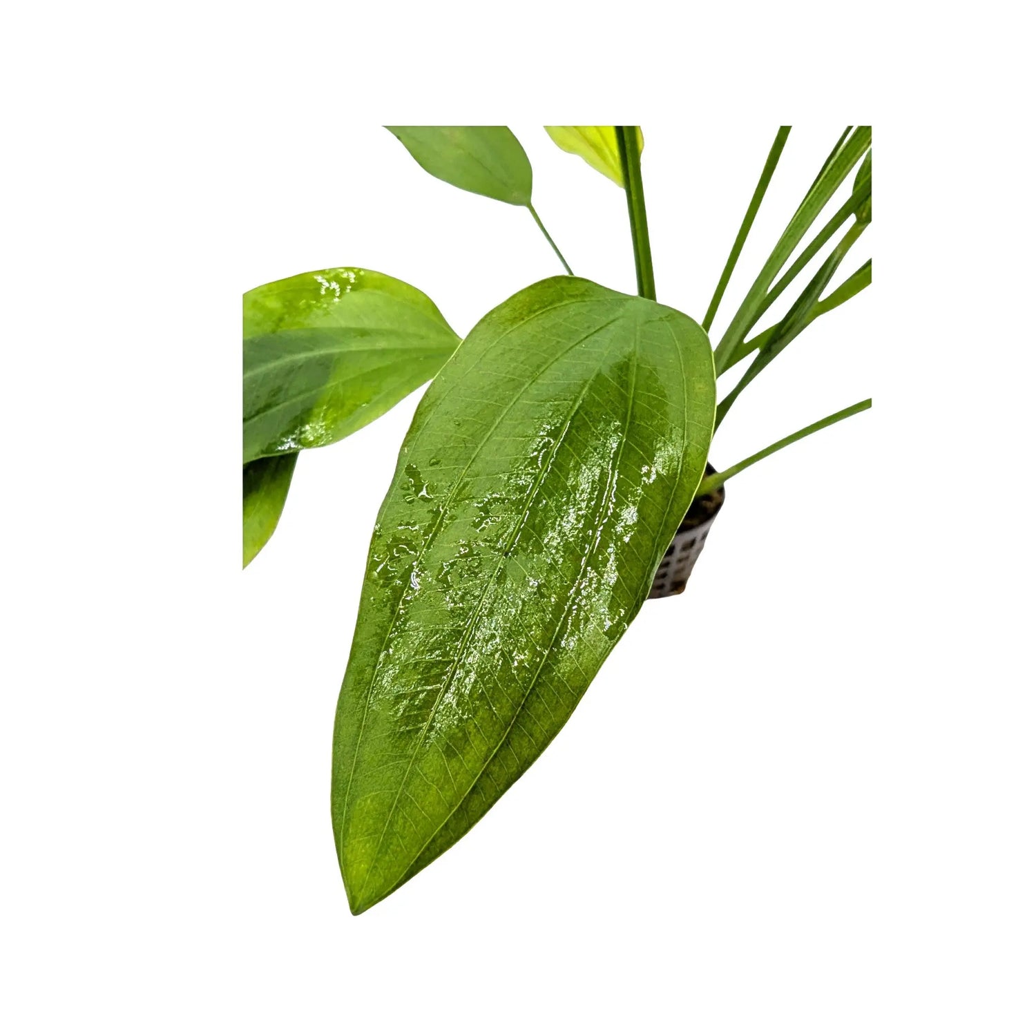 Echinodorus parviflorus Aquafleur