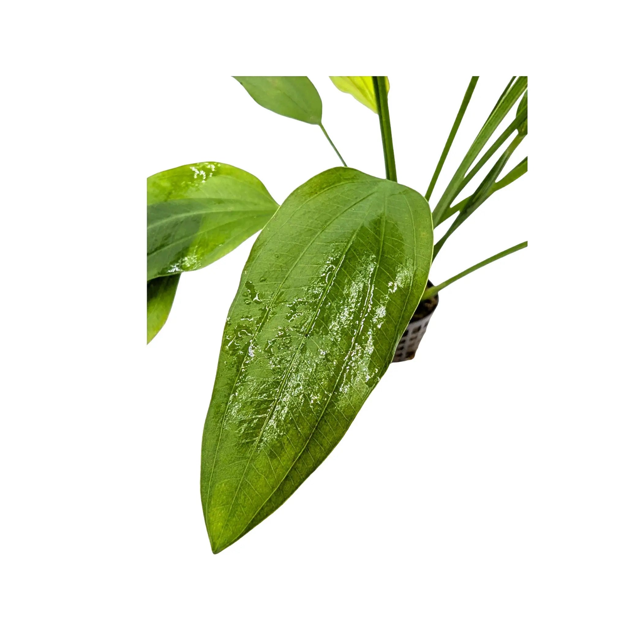 Echinodorus parviflorus Aquafleur