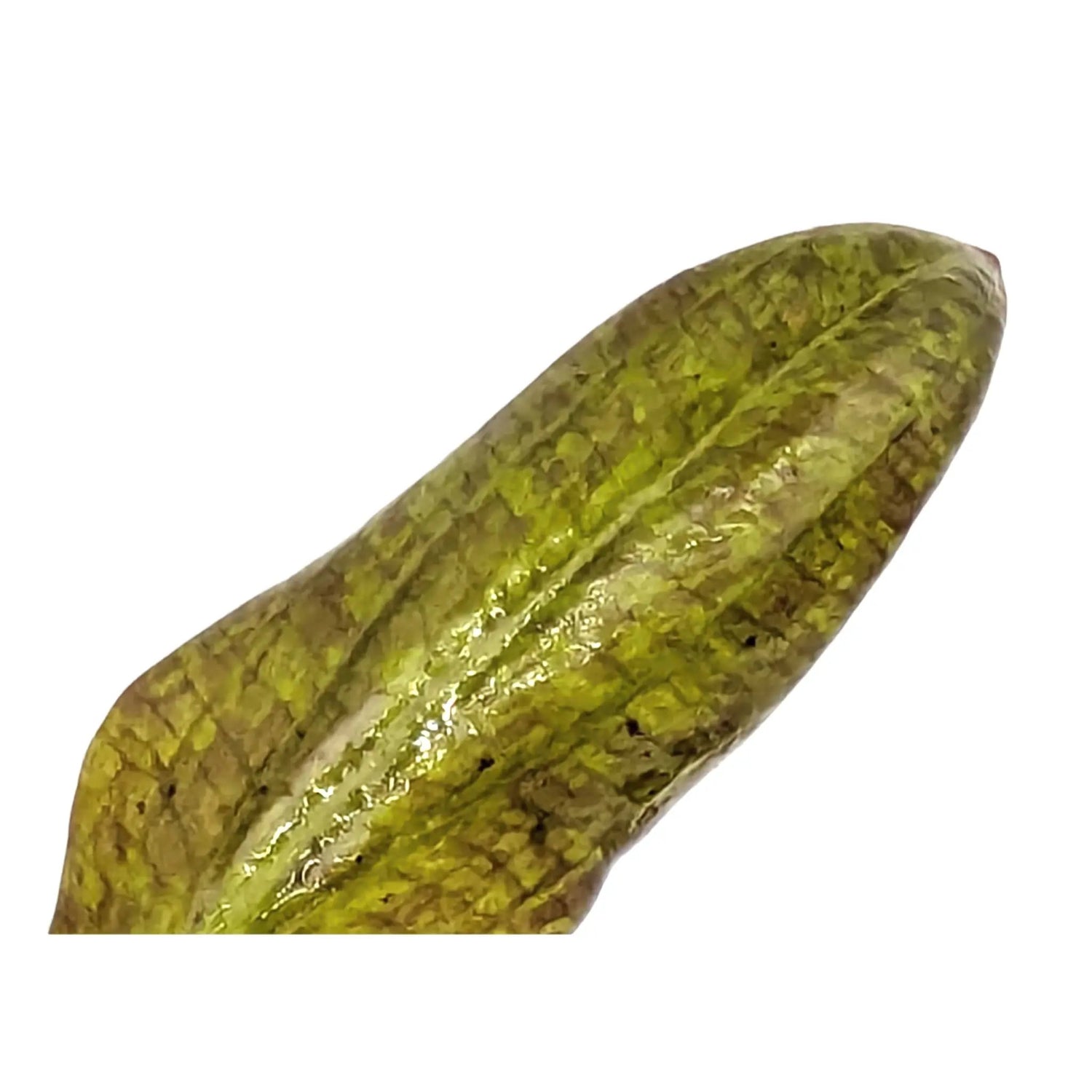 Echinodorus purpurea Aquafleur