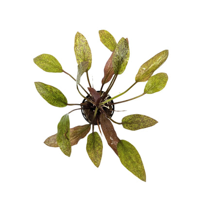 Echinodorus purpurea Aquafleur