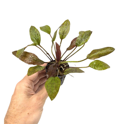 Echinodorus purpurea Aquafleur