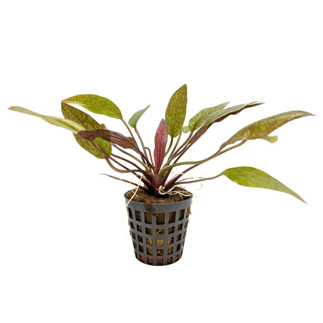 Echinodorus purpurea Aquafleur