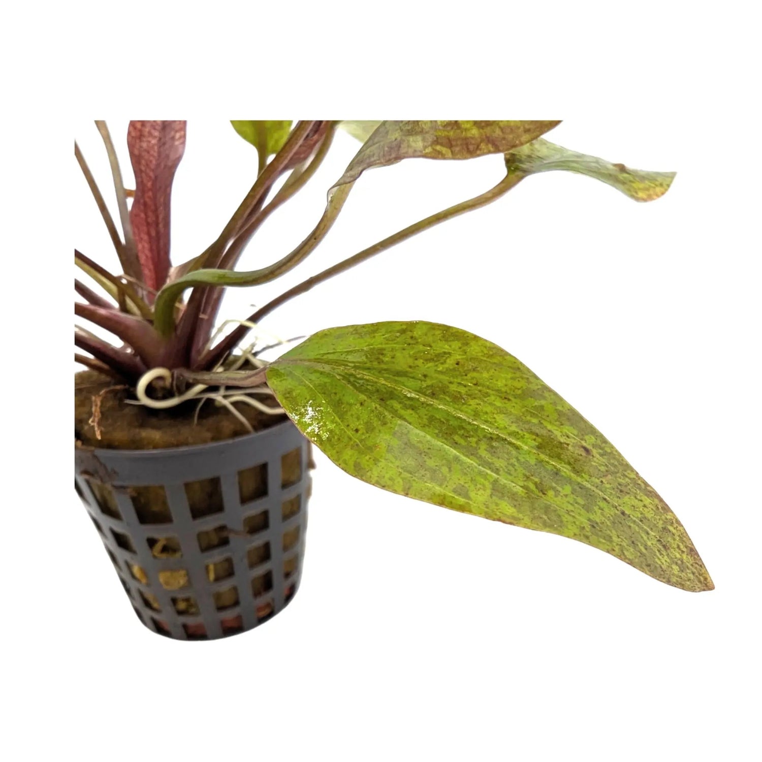 Echinodorus purpurea Aquafleur