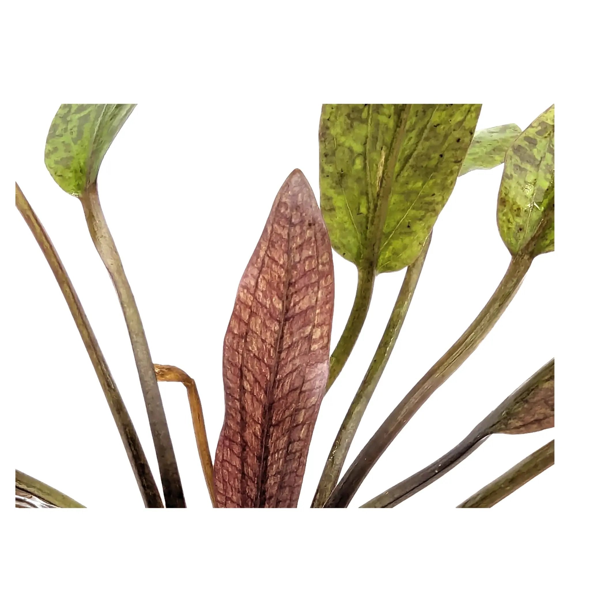 Echinodorus purpurea Aquafleur