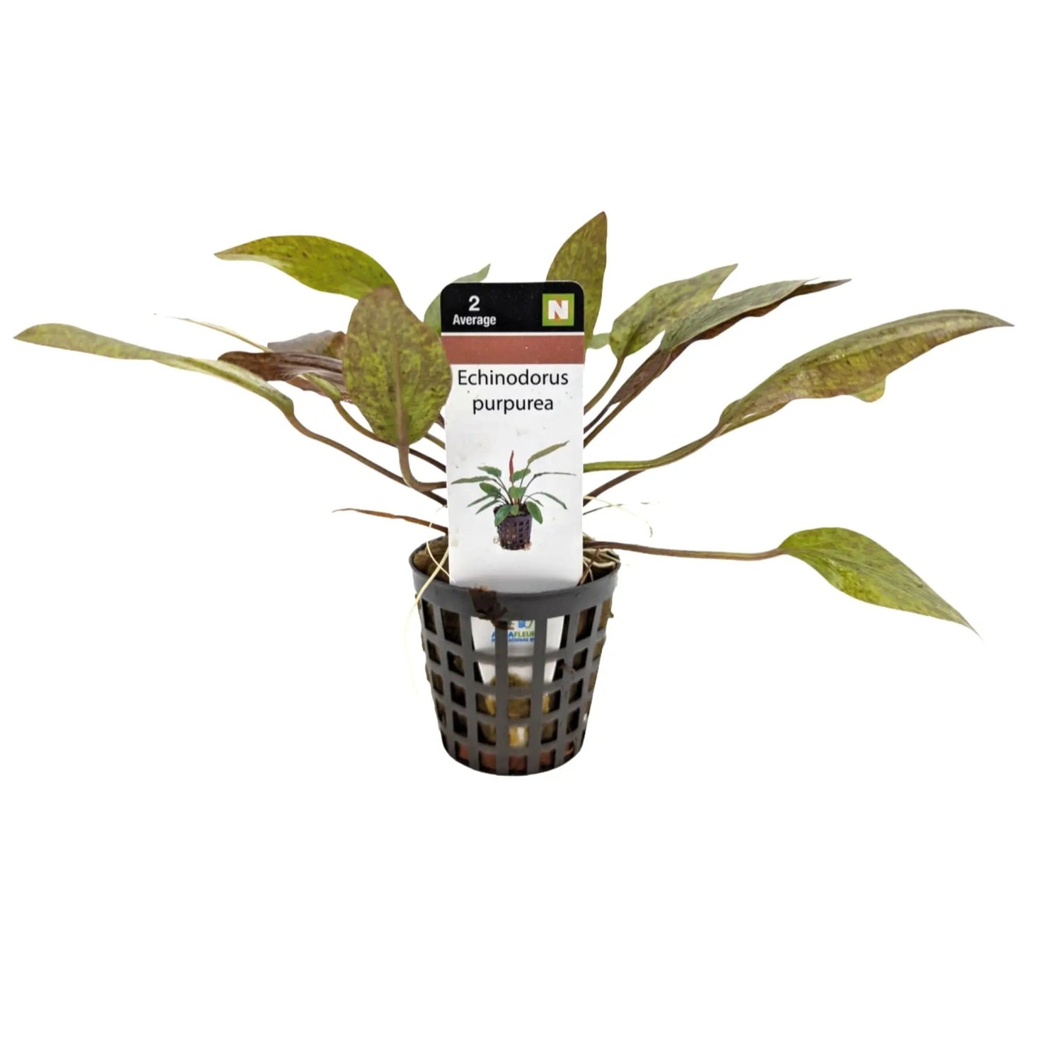 Echinodorus purpurea Aquafleur