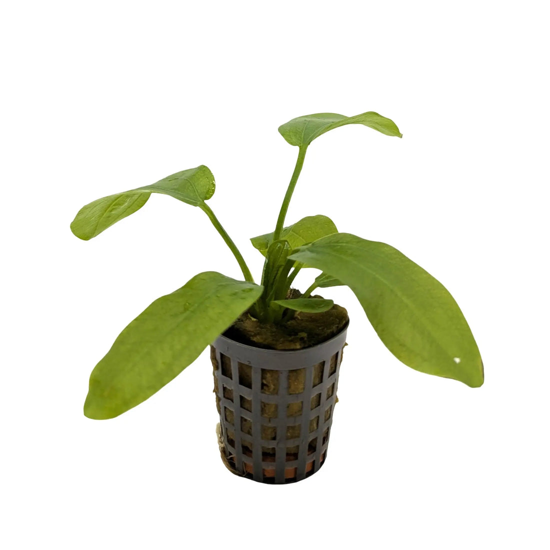 Echinodorus radicans Aquafleur