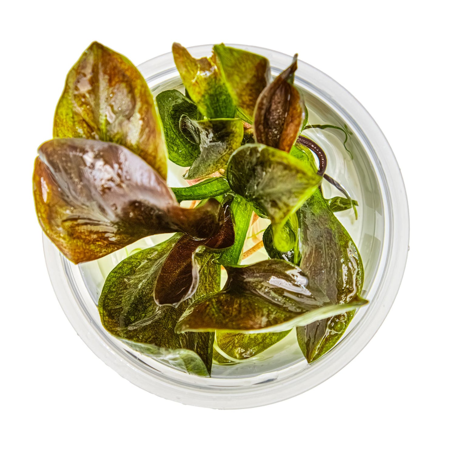 Tropica Echinodorus reni 1-2-GROW!