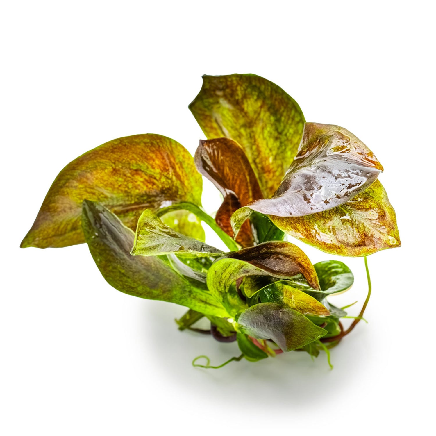 Tropica Echinodorus reni 1-2-GROW!