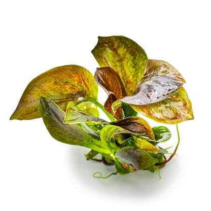 Tropica Echinodorus reni 1-2-GROW!