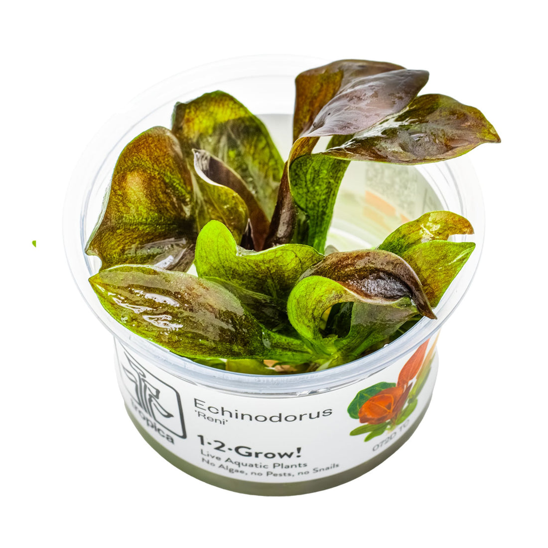 Tropica Echinodorus reni 1-2-GROW!