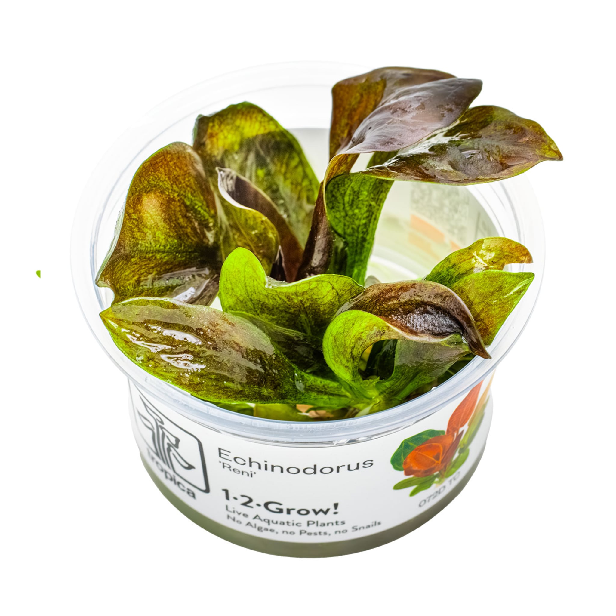 Tropica Echinodorus reni 1-2-GROW!