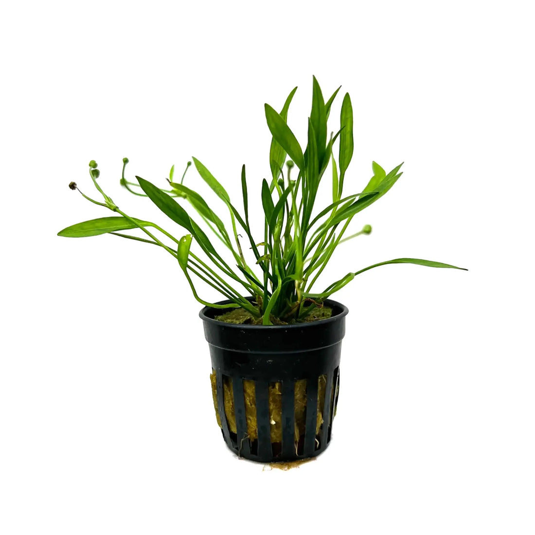 Echinodorus tenellus (Pygmy chain sword) Aquafleur