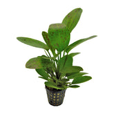 Echinodorus ozelot - green - Aqua Essentials