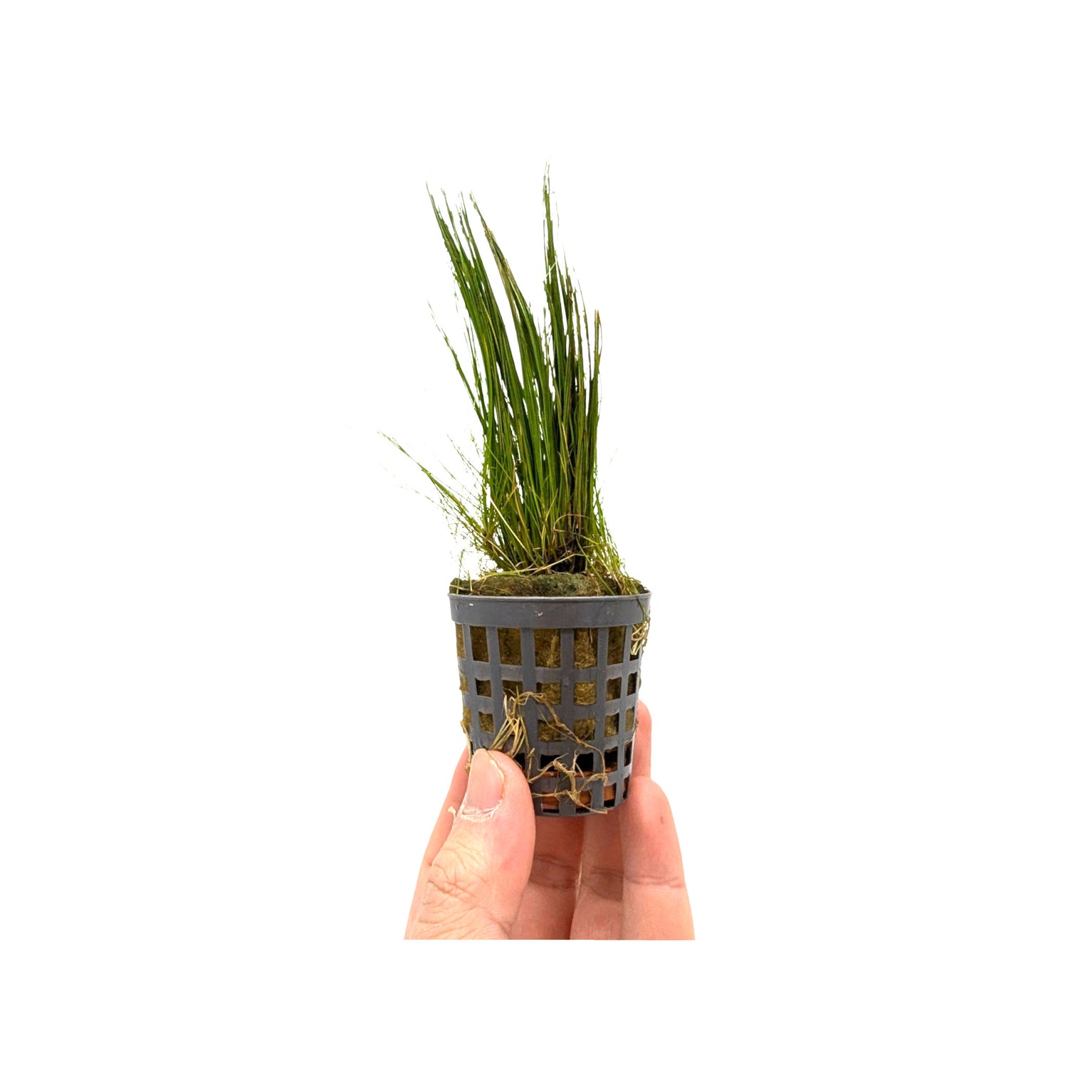 Eleocharis acicularis