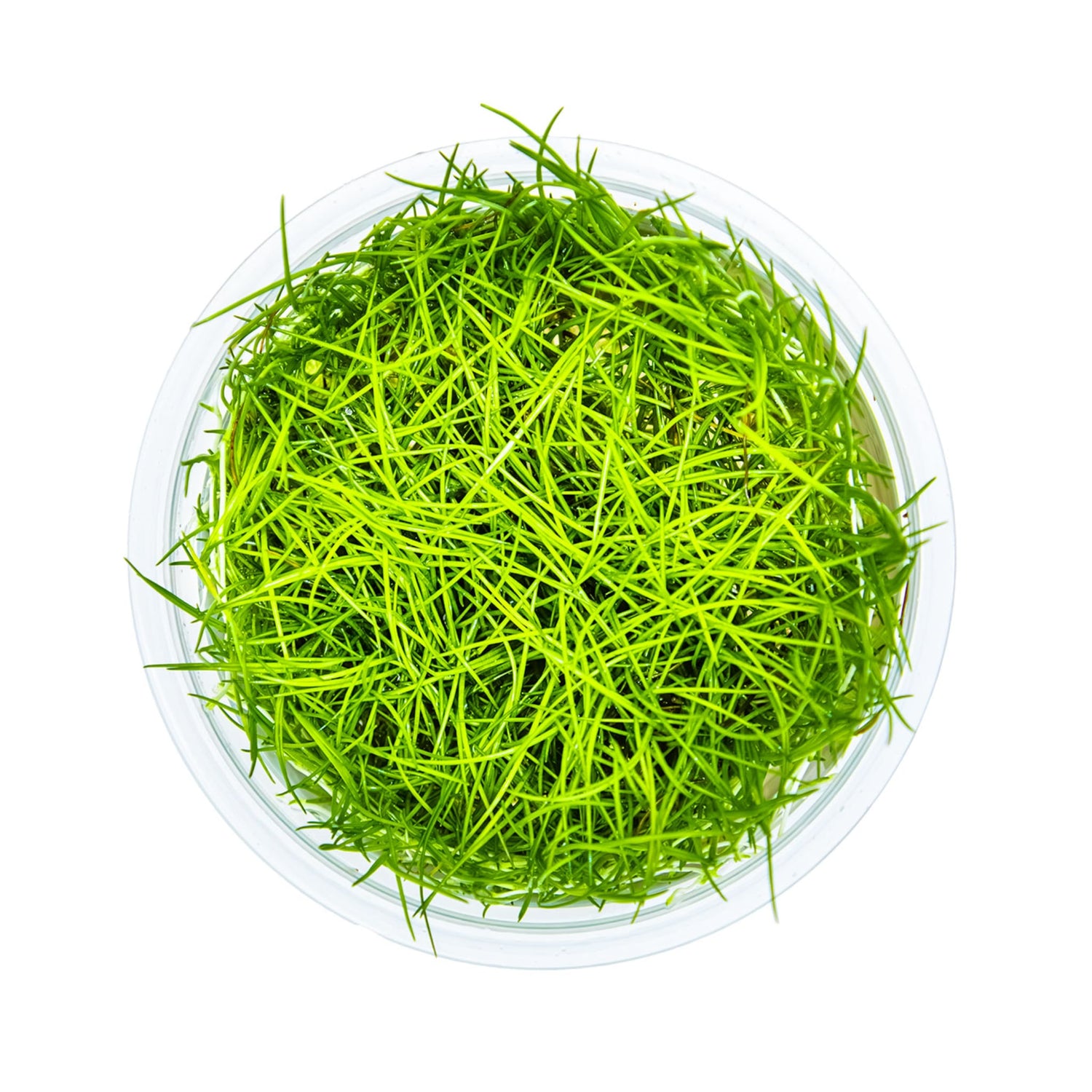 Tropica Eleocharis acicularis 1-2-GROW!