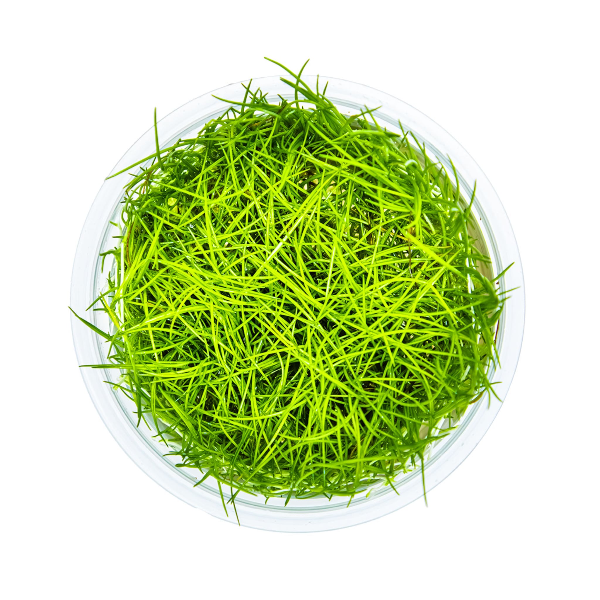 Tropica Eleocharis acicularis 1-2-GROW!