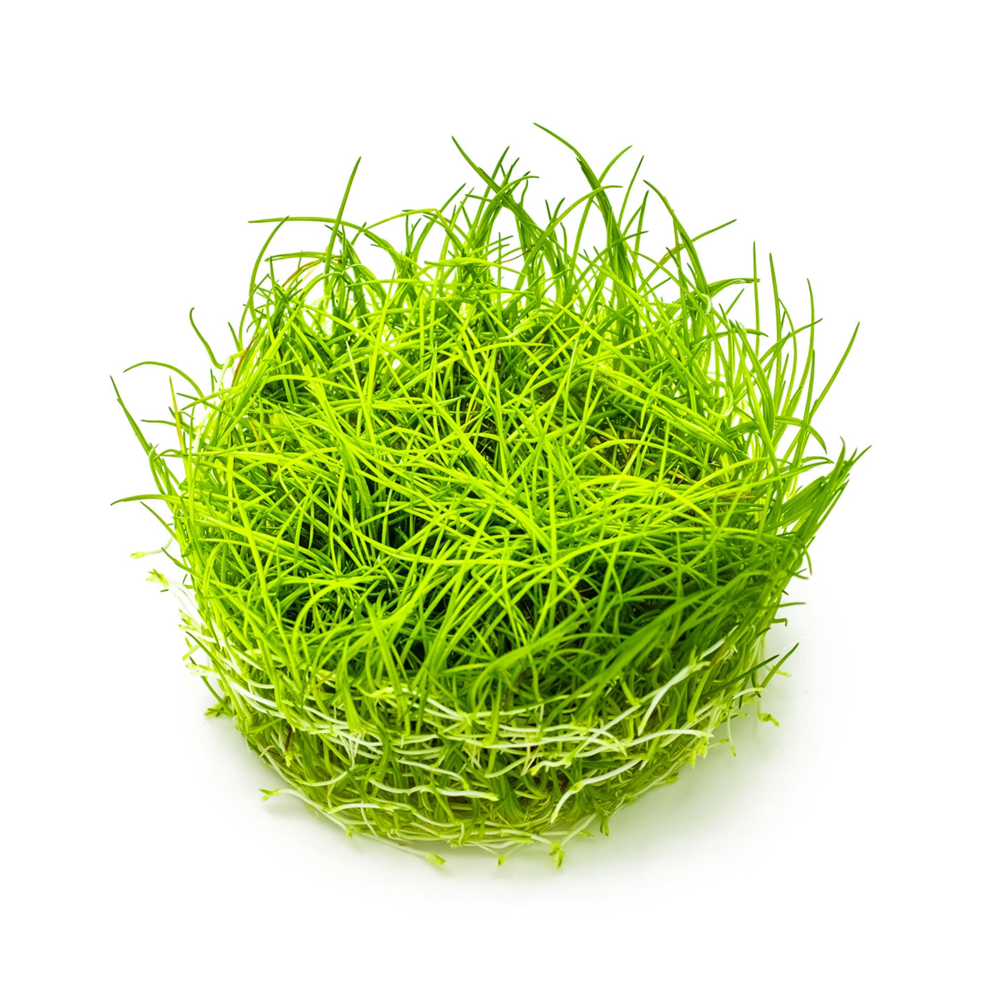 Tropica Eleocharis acicularis 1-2-GROW!