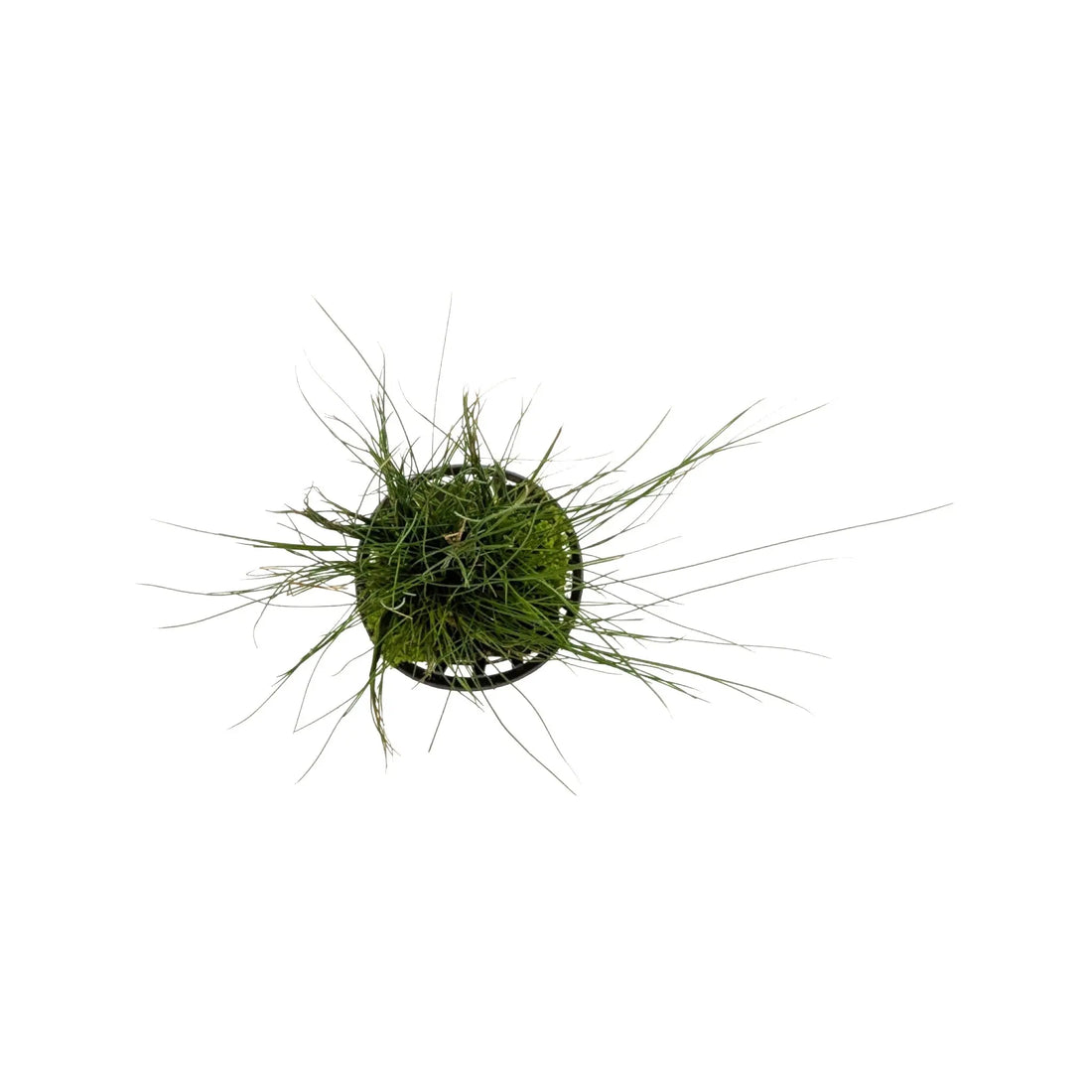 Eleocharis acicularis | dwarf hairgrass Aquafleur