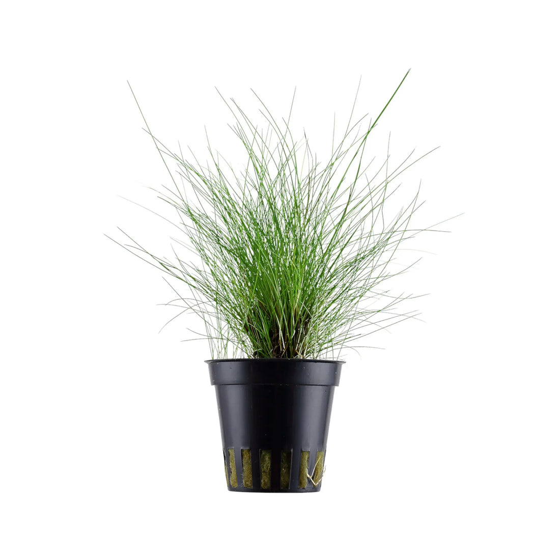Eleocharis parvula Aqua Essentials