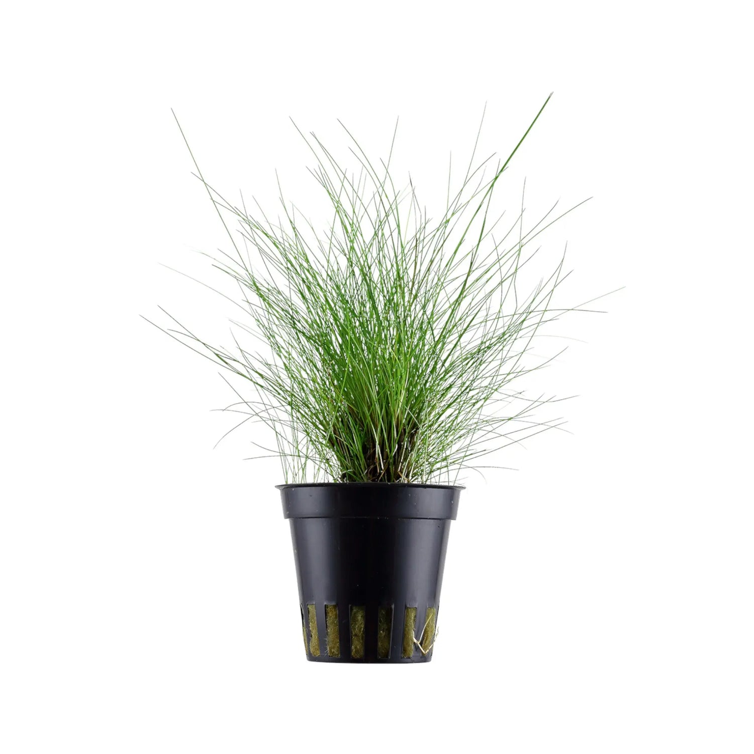Eleocharis parvula Aqua Essentials