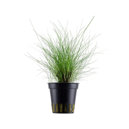 Eleocharis parvula Aqua Essentials